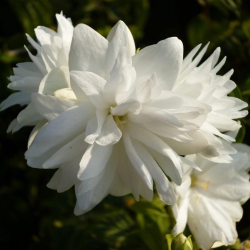 Philadelphus 'Frosty Morn' - Ebajasmiin 'Frosty Morn'    